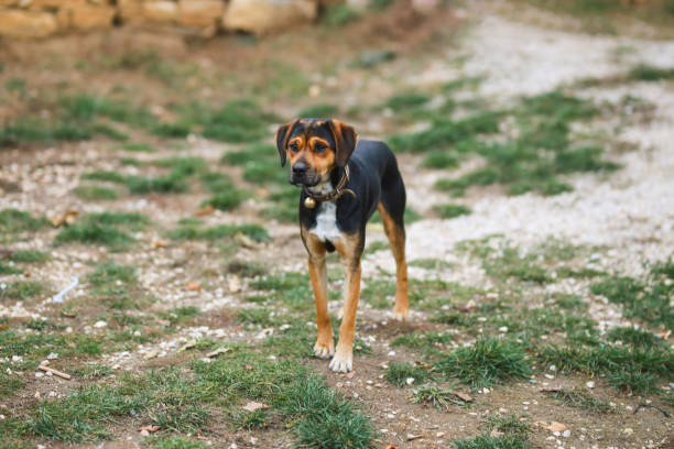 istock dog alone outdoors. dog love 1443090411