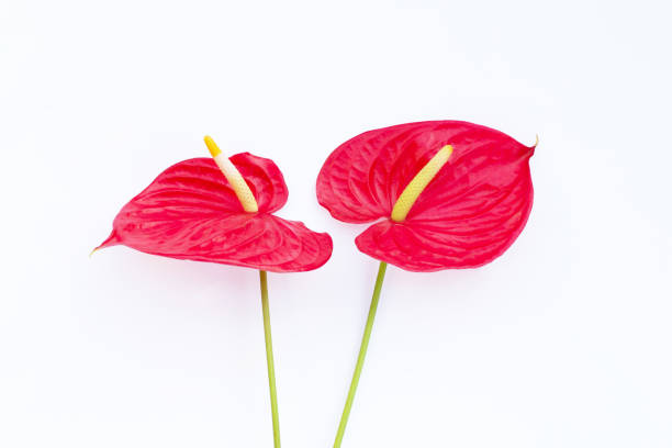 istock Flamingo flower or pigtail anthurium 1443090967