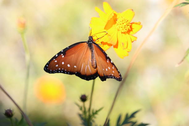 Painted lady butterfly, Vanessa cardui, perched on yellow desert marigold flower
