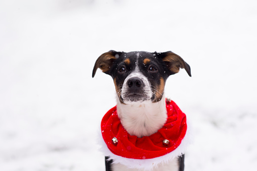 Closeup portrait of a cute little mixed breed pet puppy dog looking at the camera while standing in the cold snow of winter and wearing a red and white faux fur collar with Christmas bells.
