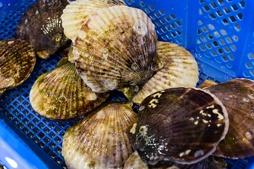 Japanese Hotate scallops growing in baskets for a restaurant and to be delivered around Japan.