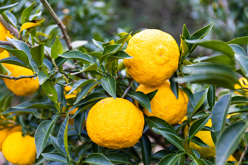 Citrus limettioides or sweet lime ripe fruit in the garden.