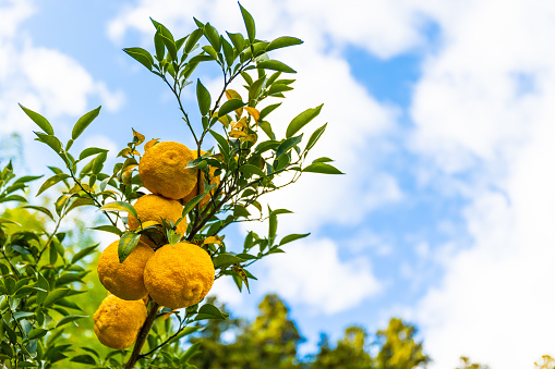 Yuzu fruit on trees at a farm ready to be picked.