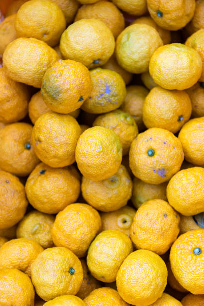 A close up of picked Yuzu fruit in baskets at a farm.