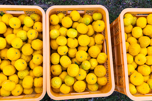 A close up of picked Yuzu fruit in baskets at a farm.