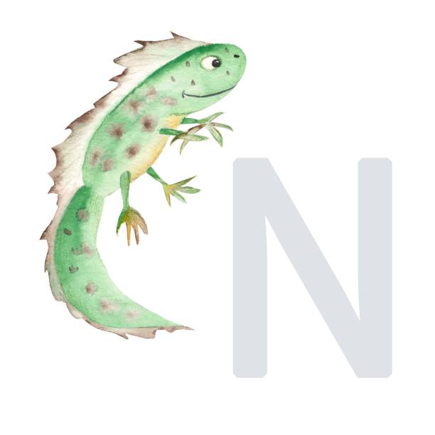 Animal Alphabet Letter N For Newt Illustrations, Royalty-Free Vector  Graphics & Clip Art - iStock