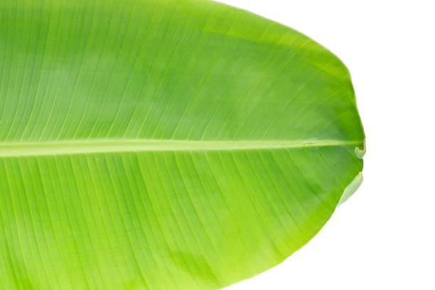 istock Banana leaf for fresh green background. 1443091951