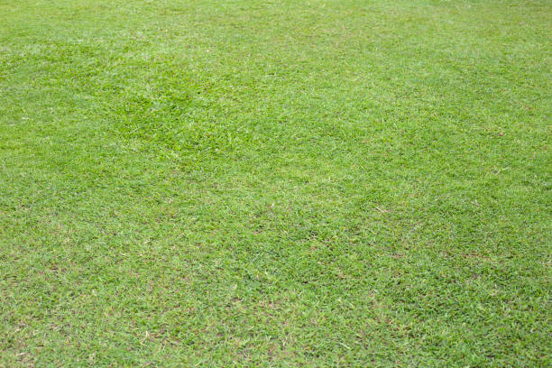 istock Fresh lawn grass. Beautiful green garden 1443092333