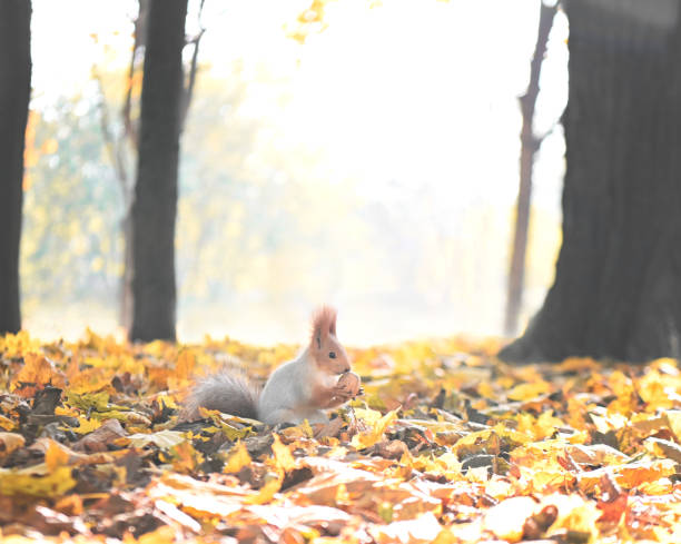istock a squirrel with a walnut in the park 1443092845