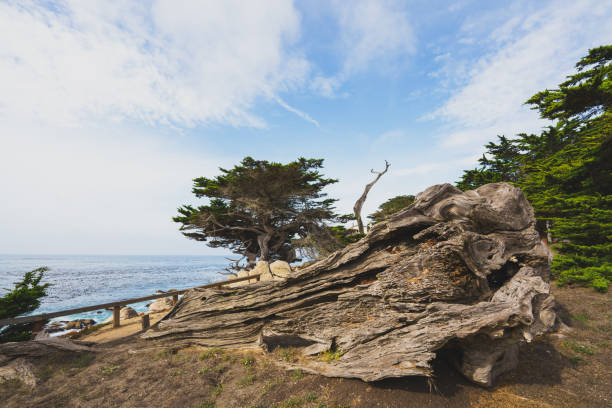 árboles fantasmas en pescadero point en 17 mile drive, california - big sur cypress tree california beach fotografías e imágenes de stock