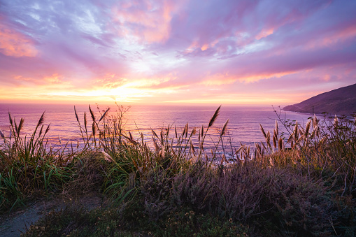 A beautiful pink sunset on the Big Sur coastline of California Central Coast. Colorful cloudy sky, quiet Pacific ocean, and native California's plants on the beach in golden sunlight