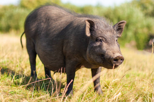istock adult black pig 1443094214