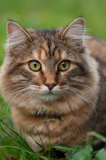 istock close-up portrait of a beautiful cat 1443094231