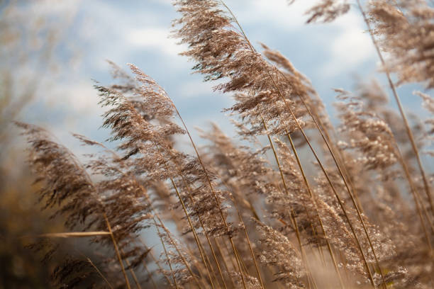 istock dry grass reeds in the wind 1443094243