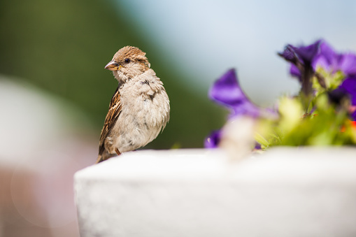 beautiful sparrow on a colored background