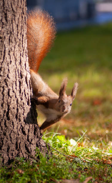 istock beautiful squirrel in the park on a tree 1443094353