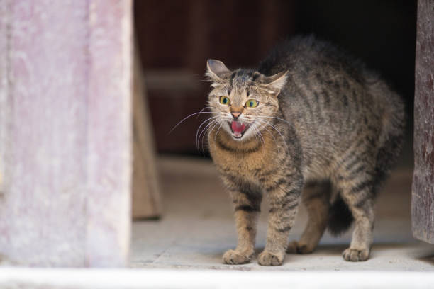 el miedo al gato silba - domestic cat anger hissing aggression fotografías e imágenes de stock