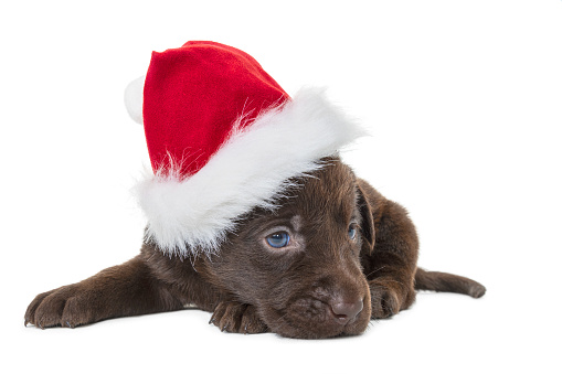 A cute adorable 4 week old Chocolate Labrador Retriever puppy wearing a Santa hat lying down on a white background waiting for Christmas