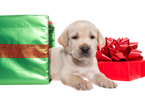 A close-up of a cute adorable 5 week old Yellow Labrador Retriever looking at the camera lying in a green and red Christmas gift box on a white background