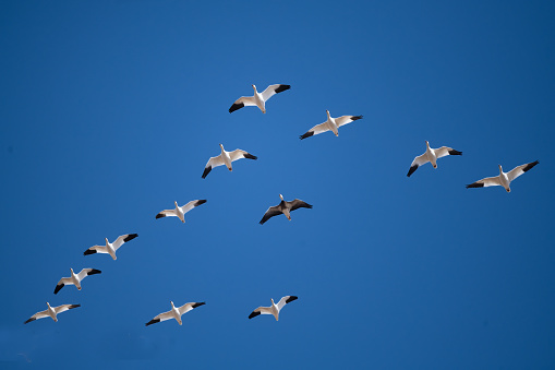 Snow geese flock flying overhead in New Mexico in southwestern USA.