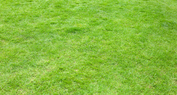 istock Fresh lawn grass. Beautiful green garden 1443099559