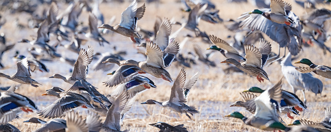 Large number of ducks flying low over marshy area in New Mexico in southwestern USA, North America