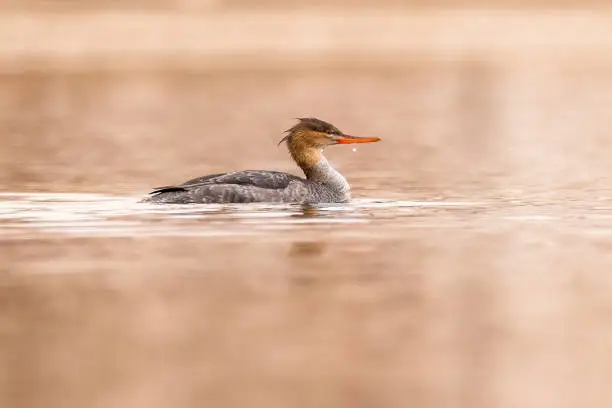 Photo of A female Red Brested Merganser prepare to dive on the Richelieu River