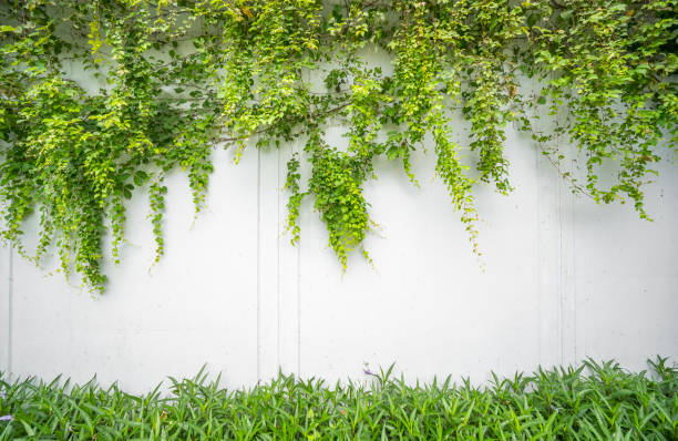 ivy leaves isolated on a white background