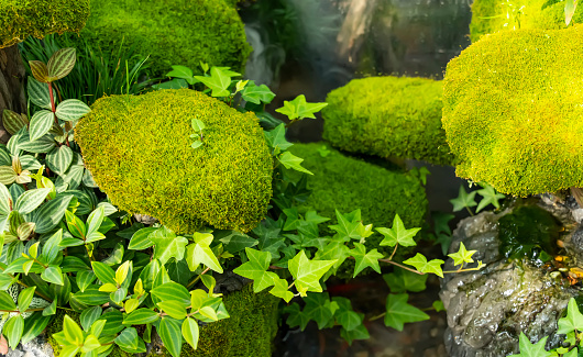 Moss is used for gardens and bonsai as a aesthetic sense