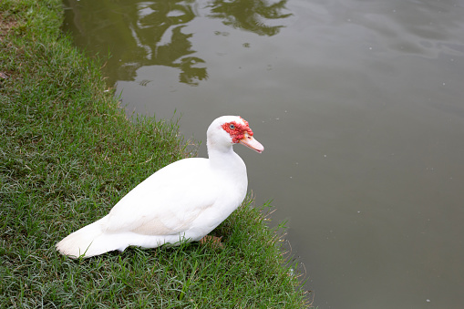 One white goose swimming in clear shallow water in the river. Green underwater background.