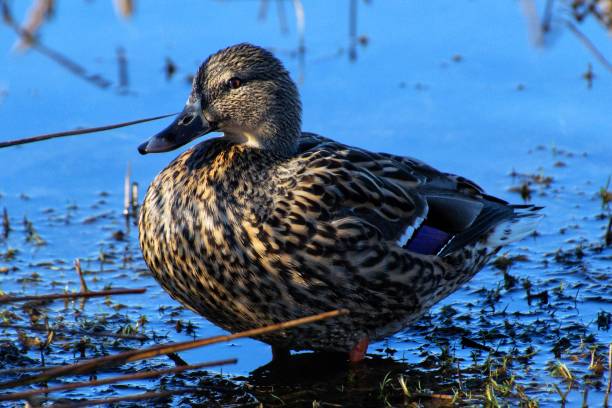 istock Female Mallard Duck In Water 1443106633