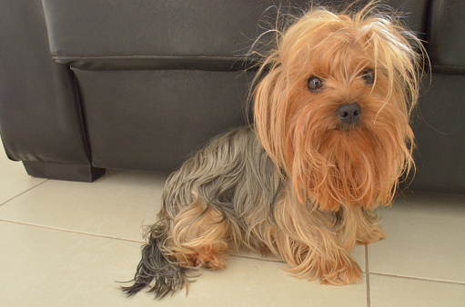 disheveled dog looking at the camera