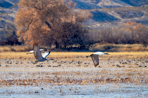 Sandhill cranes flying in close formation over marsh in New Mexico in southwestern USA.