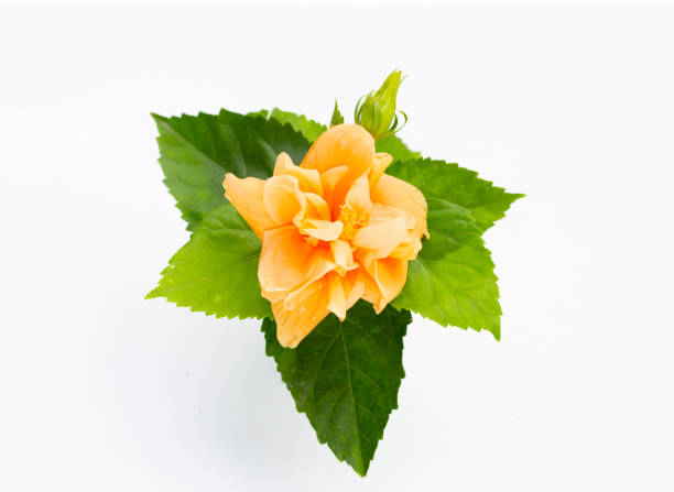 istock Orange hibiscus flower with green leaves 1443110809