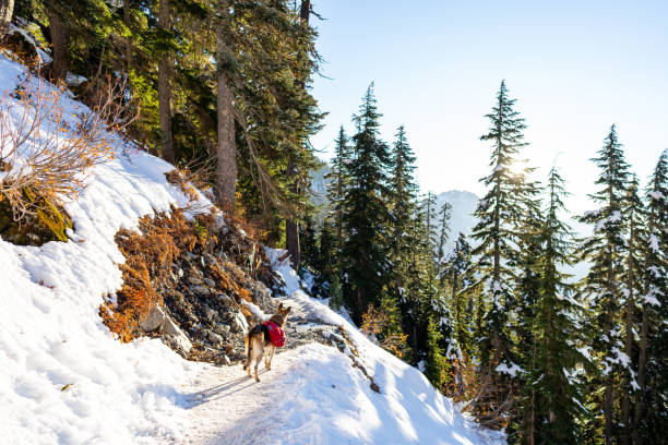 istock German Shepherd dog standing on snowy hiking trail during sunrise 1443111630