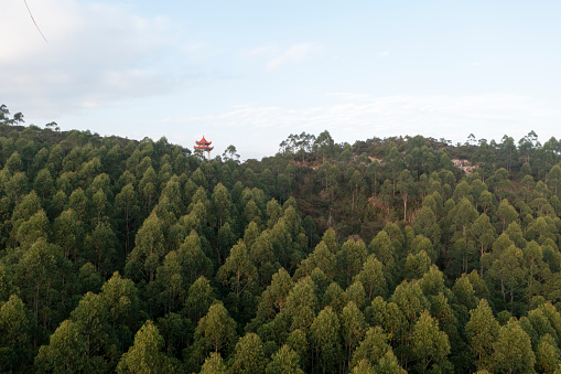 Aerial photography of eucalyptus forest in the mountains and forests of Fujian Province