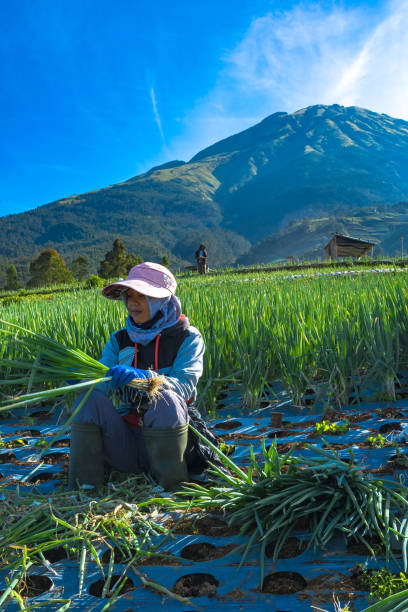 July 2, 2022. The harvesting of spring onion. Dusun Butuh, Magelang, Indonesia stock photo