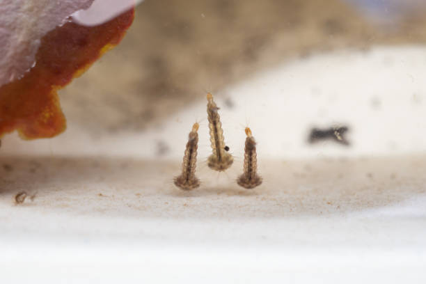 istock Mosquito larvae in stagnant water close up 1443114198