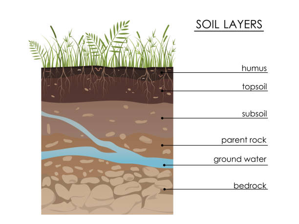 Soil layers diagram with underground water. Geology Underground infographic. Scheme with grass, roots, stones, humus, sand, stones. Land in the section. Mineral particles. Educational illustration Soil layers diagram with underground water. Geology Underground infographic. Scheme with grass, roots, stones, humus, sand, stones. Land in the section. Mineral particles. Educational illustration bedrock stock illustrations