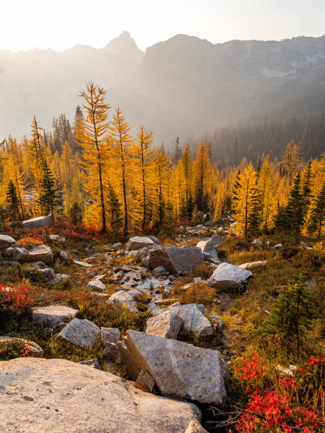 Colorful forest of golden larch trees in haze, Cutthroat Pass, North Cascades National Park, Washington, USA. Cutthroat Pass, North Cascades National Park, Washington, USA. larch tree stock pictures, royalty-free photos & images