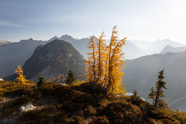 schöner bunter herbstmorgen hoch in den bergen mit gelbgoldenen lärchen, maple pass, north cascades national park, washington, usa. - north cascades national park washington state northern cascade range mountain pass stock-fotos und bilder