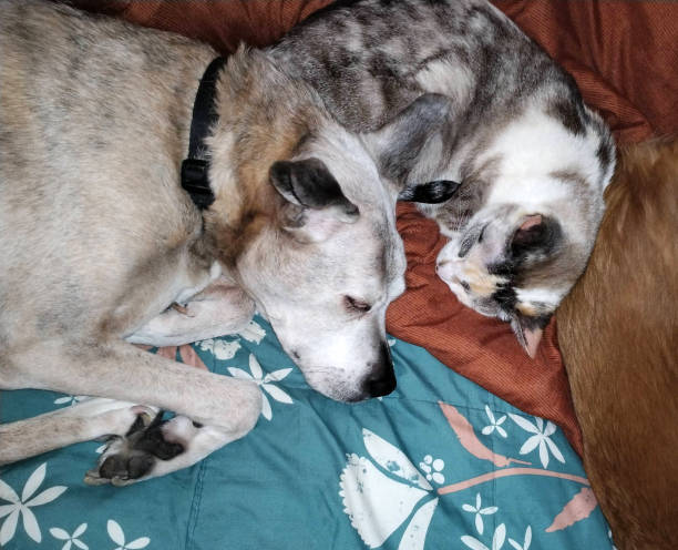 istock Senior boxer mix breed dog napping with calico cat 1443118417