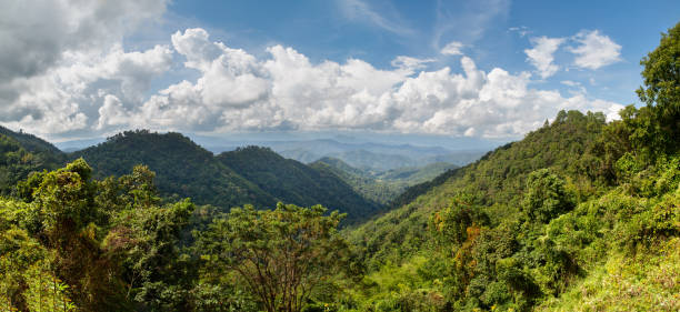 istock Tropical forests can absorb large amounts of carbon dioxide from the atmosphere. 1443120520