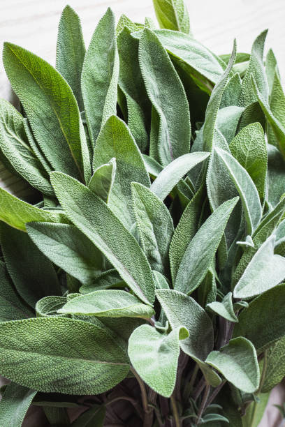 istock Bunch of fresh sage leaf closeup 1443128498