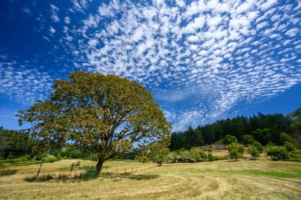 Oregon white oak (Garry Oak) tree on Salt Spring Island, Gulf Islands, BC Canada