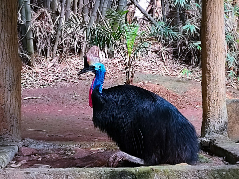 The cassowary has deep black fur and the blue and red colors on its neck make this bird look beautiful