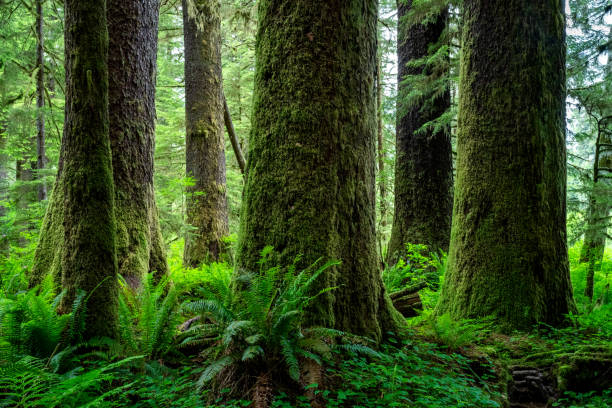 istock Sitka spruce at Carmanah Walbran Provincial Park, Vancouver Island, BC Canada 1443131663