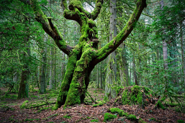 Forest area at Ruckle Provincial Park, Salt Spring Island, BC Canada