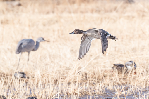 Pintail duck flying over marsh in southern New Mexico in the United States.