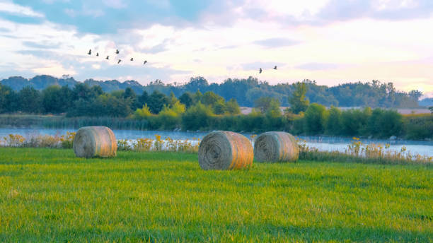 Hay Rolls with lake and rising geese at sunrise-Howard County, Indiana stock photo